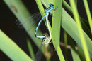Vogel - Azurjungfer, Coenagrion ornatum, Kopula.