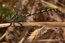 Große Zangenlibelle, Onychogomphus uncatus, erwachsenes Männchen (4).