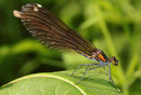 Blauflügel-Prachtlibelle, Calopteryx virgo, adultes Weibchen (1).