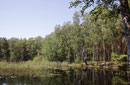 Speer - Azurjungfer, Coenagrion hastulatum, Lebensraum (1).