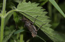 Eine schlupfbereite Larve von Epitheca bimaculata unter einem Brennnesselblatt.