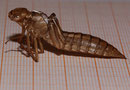 Exuvie von Aeshna caerulea (1).