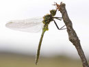 Glänzende Smaragdlibelle, Somatochlora metallica, junges Männchen (2).