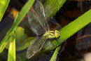 Aeshna viridis bei der Eiablage an der Krebsschere (2).