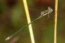Kleine Binsenjungfer, Lestes virens, junges Männchen.