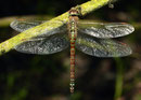Südliche Azurjungfer, Aeshna affinis, erwachsenes Weibchen, 3