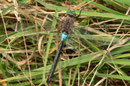 Kleine Königslibelle, Anax parthenope, erwachsenes Männchen in der Draufsicht.