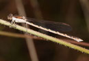 Gemeine Winterlibelle, Sympecma fusca, junges Weibchen (2).