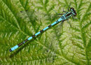 Speer - Azurjungfer, Coenagrion hastulatum, erwachsenes Männchen (1).