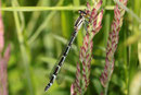 Gemeine Becherjungfer, Enallagma cyathigerum, junges Weibchen.