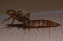 Braune Mosaikjungfer, Aeshna grandis, Exuvie (2).