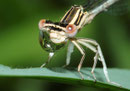 Ein weibliches Jungtier der Blauen Federlibelle, Platycnemis pennipes, einen Wassertropfen balancierend.