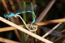 Helm - Azurjungfer, Coenagrion mercuriale, Kopula mit einem Weibchen in grüner Variante.
