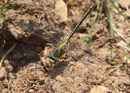 Westliche Keiljungfer, Gomphus pulchellus, altes Männchen.