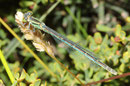 Pokal - Azurjungfer, Erythromma lindenii, erwachsenes Weibchen (1).