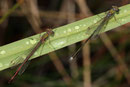 Ein Pärchen der Kleinen Binsenjungfer, Lestes virens, im Regen.