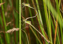 Ein Pärchen der Südlichen Binsenjungfer, Lestes barbarus, in Tandemformation (2).