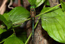 Adultes Männchen von Somatochlora metallica (4).