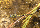 Ein Weibchen der Großen Zangenlibelle, Onychogomphus uncatus, bei der Eiablage (1).