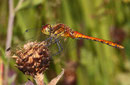 Blutrote Heidelibelle, Sympetrum sanguineum, halb ausgefärbtes Männchen.