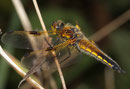 Vierfleck, Libellula quadrimaculata, Weibchen, Seitenansicht.