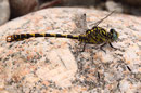 Westliche Zangenlibelle, Onychogomphus forcipatus unguiculatus, erwachsenes Männchen (1).