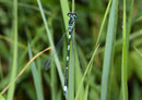 Fledermaus - Azurjungfer, Coenagrion pulchellum, erwachsenes Männchen (2).