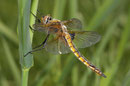Zweifleck, Epitheca bimaculata, junges Weibchen (2).