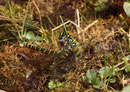 Blaugrüne Mosaikjungfer, Aeshna cyanea, ein  Männchen ergreift ein Weibchen zur Paarung.