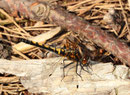Nordische Moosjungfer, Leucorrhinia rubicunda, juveniles Weibchen, Seitenansicht.