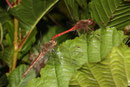 Gemeine Heidelibelle, Sympetrum vulgatum, ruhendes Tandem vor der Eiablage.