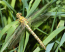 Kleine Zangenlibelle, Onychogomphus forcipatus, frisch geschlüpftes Weibchen.