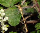 Große Zangenlibelle, Onychogomphus uncatus, junges Männchen.