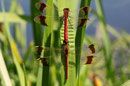 Sympetrum pedemontanum in Tandemformation (1).