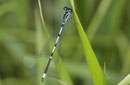 Fledermaus - Azurjungfer, Coenagrion pulchellum, erwachsenes Männchen (1).