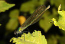 Gebänderte Prachtlibelle, Calopteryx splendens, erwachsenes Weibchen (1).