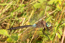 Kleine Königslibelle, Anax parthenope, erwachsenes Männchen in der Seitenansicht