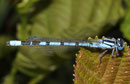 Gemeine Becherjungfer, Enallagma cyathigerum, erwachsenes Männchen (1).