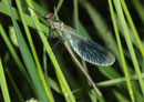 Gebänderte Prachtlibelle, Calopteryx splendens, frisch geschlüpftes Männchen.
