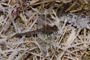 Große Heidelibelle, Sympetrum striolatum, Weibchen auf Raureif (2).