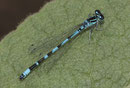Vogel - Azurjungfer, Coenagrion ornatum, erwachsenes Männchen (1).