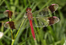 Gebänderte Heidelibelle, Sympetrum pedemontanum, erwachsenes Männchen (2).