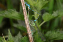Fledermaus - Azurjungfer, Coenagrion pulchellum, Kopula mit einem Weibchen der grünen Variante.