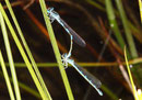 Südliche Azurjungfer, Coenagrion caerulescens, Tandemformation (1).