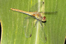 Blutrote Heidelibelle, Sympetrum sanguineum, junges Weibchen.