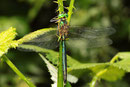 Adultes Männchen von Somatochlora metallica (1).