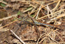 Blutrote Heidelibelle, Sympetrum sanguineum, altes Weibchen.