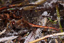 Große Heidelibelle, Sympetrum striolatum, Männchen auf Raureif (2).
