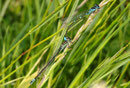 Fledermaus - Azurjungfer, Coenagrion pulchellum, Tandemformation.