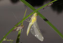 Große Heidelibelle, Sympetrum striolatum, ein Männchen beim Schlüpfen (2).